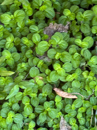 Pilea nummulariifolia observed 2026-03-26