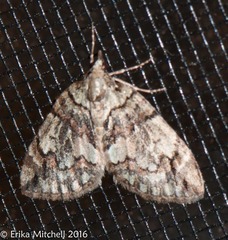 Hydriomena perfracta