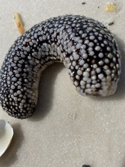Holothuria princeps