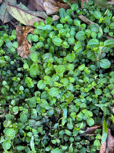 Pilea nummulariifolia observed 2026-03-26