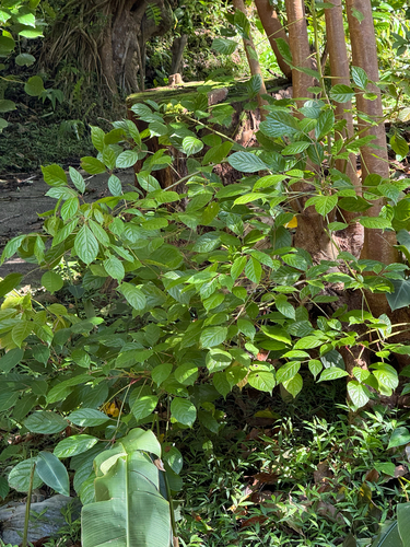 Bischofia javanica, 2026-03-26