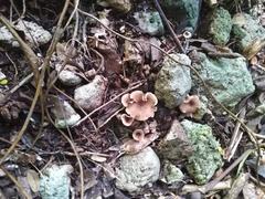 Trogia cantharelloides