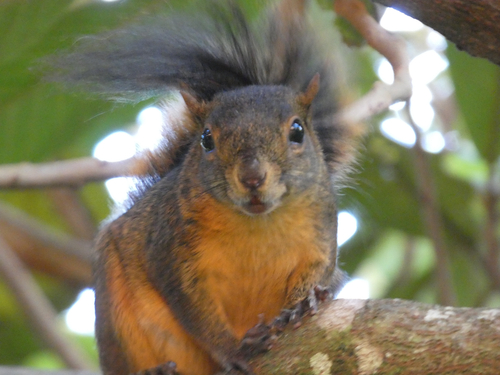 Red-tailed Squirrel, Avenida Buenos Aires, Chiriqui, PA, photo 10 of 10
