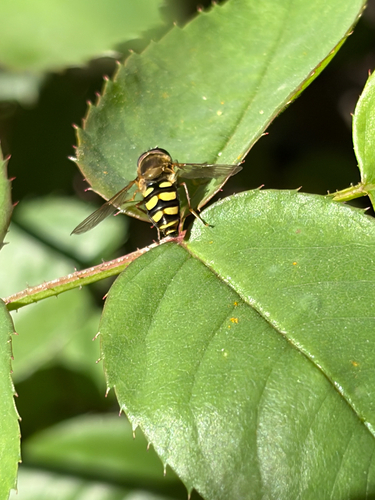 Unknown species found near Woodcreek Oaks Blvd, Roseville, CA, US