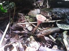 Trogia cantharelloides