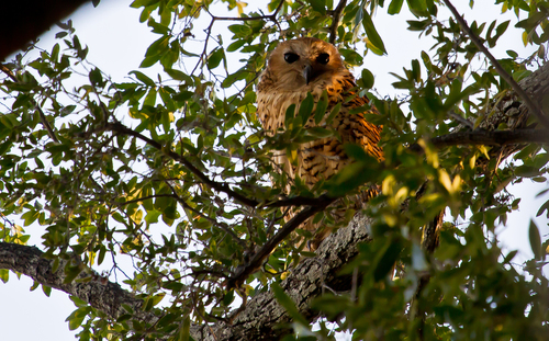 iNaturalist image