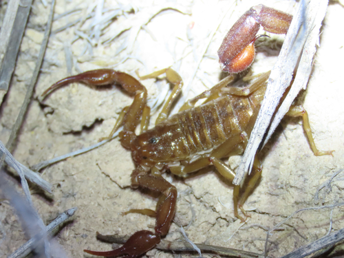Intermediate Scorpion