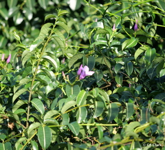 Cryptostegia madagascariensis