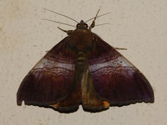 Achaea praestans