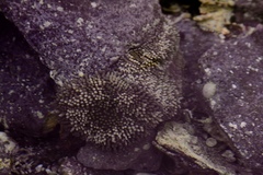 Stichodactyla helianthus