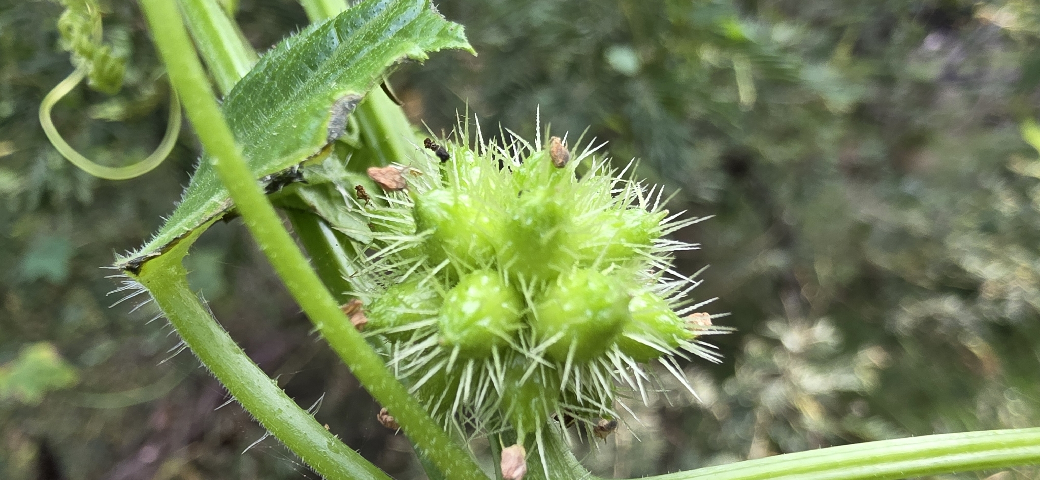 Mawhai (Sicyos australis)