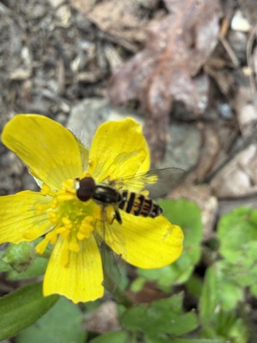 Unknown species found near North Carolina, US