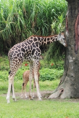 Giraffa