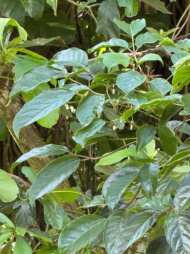 Bischofia javanica, 2026-03-26