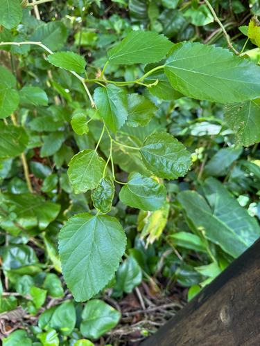 Morus alba observed 2026-03-26