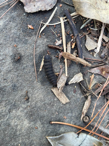 Unknown species found near Deville Ct, Newark, DE, US