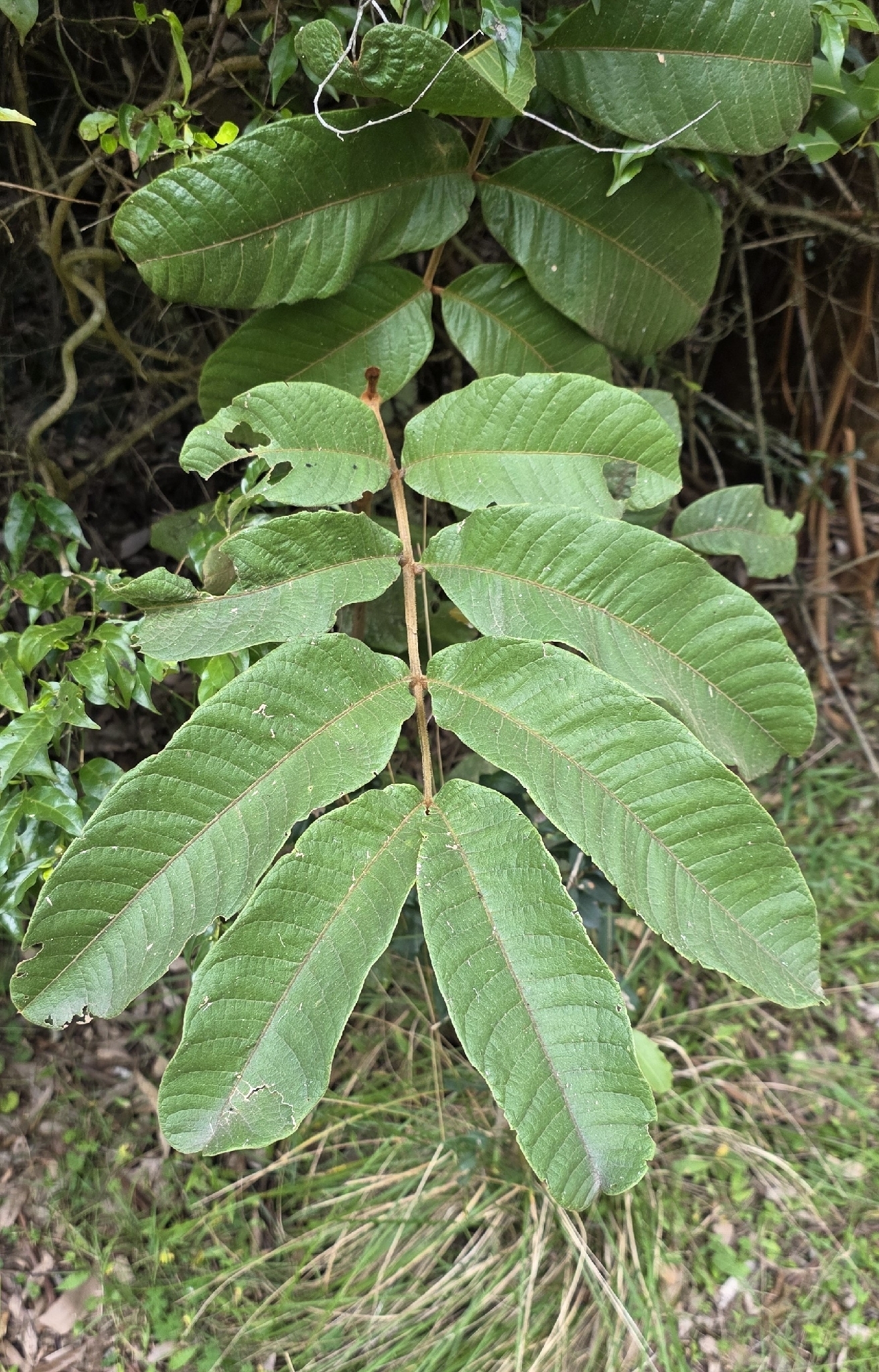 Native Tamarind (Diploglottis australis)