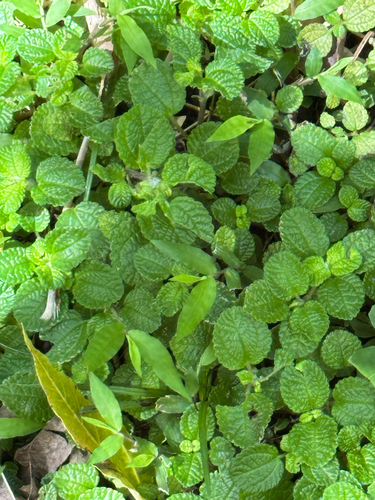 Pilea nummulariifolia observed 2026-03-26