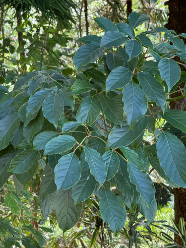 Bischofia javanica, 2026-03-26