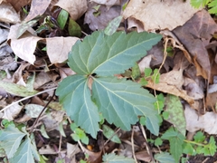 Cardamine diphylla