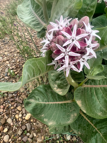 showy milkweed