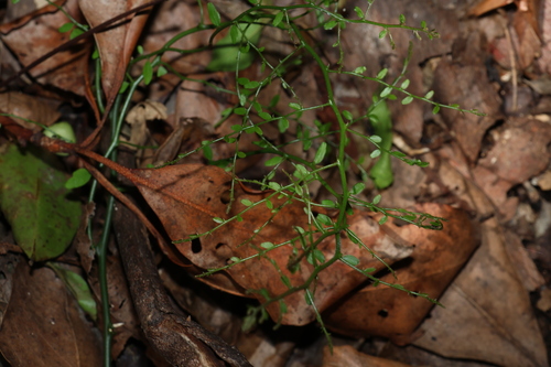 Scrambling Caper (Capparis sarmentosa)