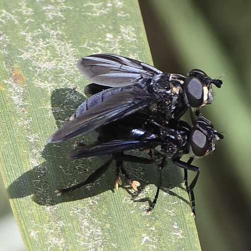 Unknown species found near Skidaway Island, GA, USA