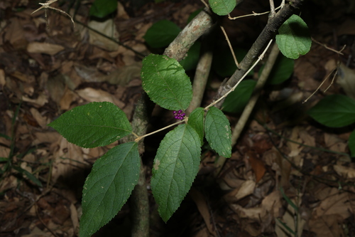 velvet leaf (Callicarpa pedunculata)