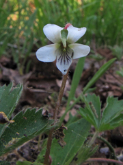 Viola primulifolia
