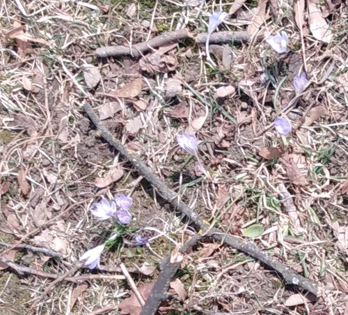 Crocus reticulatus, photograph 6