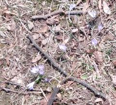 Crocus reticulatus, photograph (c) Николай Соболев, some rights reserved (CC BY)