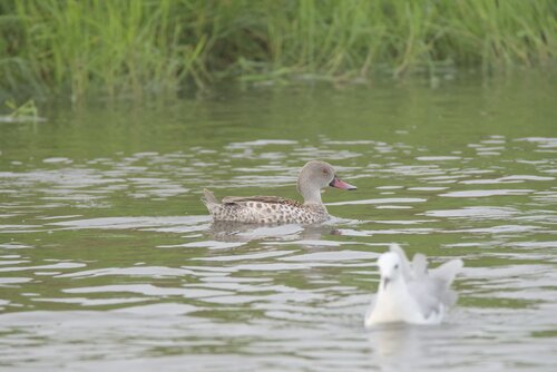 iNaturalist: (c) mnaturalistss, some rights reserved (CC BY-NC) iNaturalist image