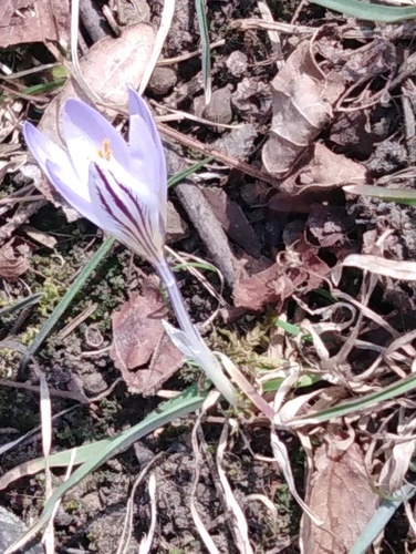 Crocus reticulatus, photograph 5