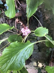 Bergenia crassifolia