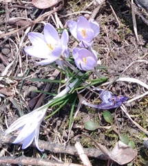 Crocus reticulatus, photograph (c) Николай Соболев, some rights reserved (CC BY)