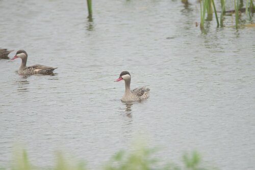 iNaturalist: (c) mnaturalistss, some rights reserved (CC BY-NC) iNaturalist image