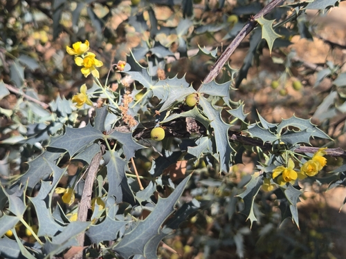 red barberry (Berberis haematocarpa)