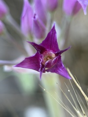 Allium crispum, photograph author not stated, no rights reserved