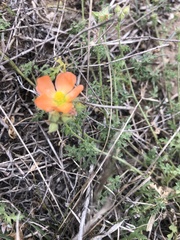 Sphaeralcea pedatifida