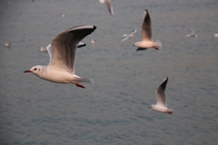 Chroicocephalus ridibundus