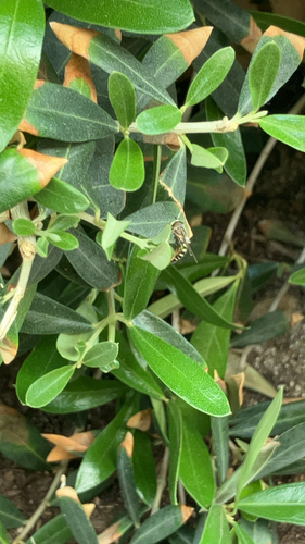 Unknown species found near Las Vegas