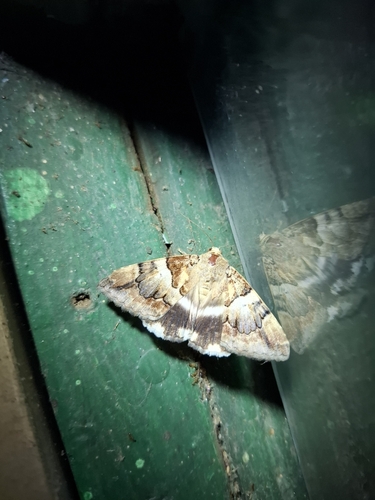 Banded Achaea