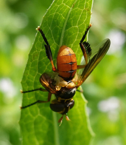 Unknown species found near Pacific, Stockton, CA, USA