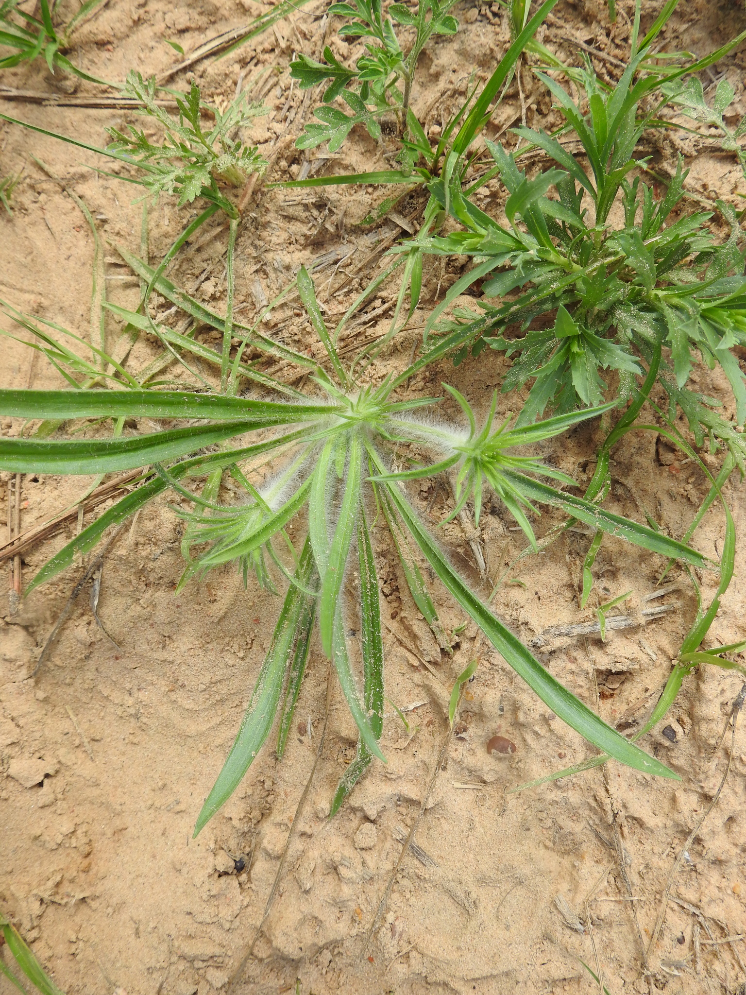 Bracted plantain