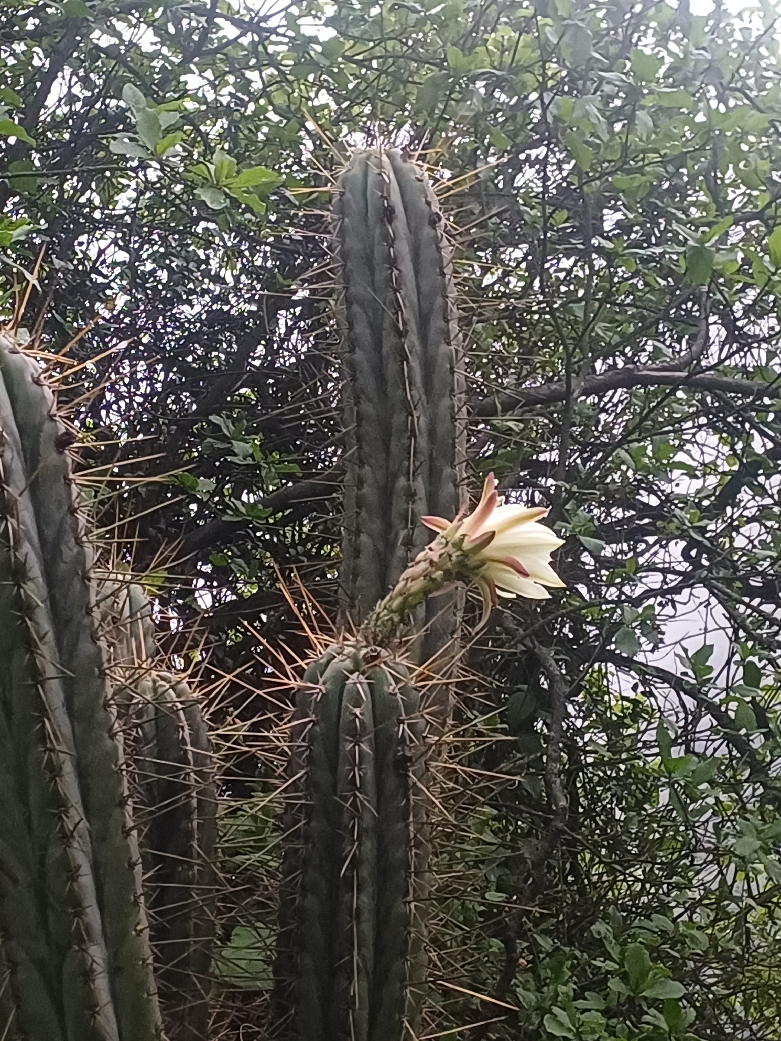 Echinopsis Macrogona (Trichocereus macrogonus)