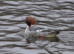 Mergus merganser