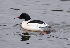 Mergus merganser