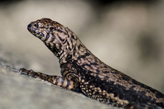 Microlophus atacamensis