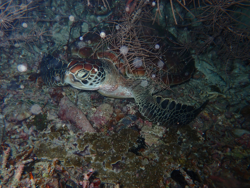 Chelonia mydas