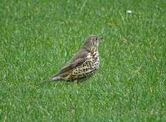 Turdus viscivorus